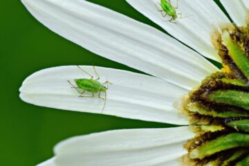 Exploring the Most Common Types of Pests You Should Avoid in Your Home