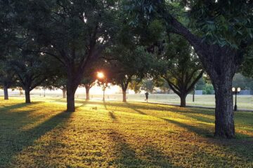 How to Capture the Beauty of Nature: Park Photography for Beginners