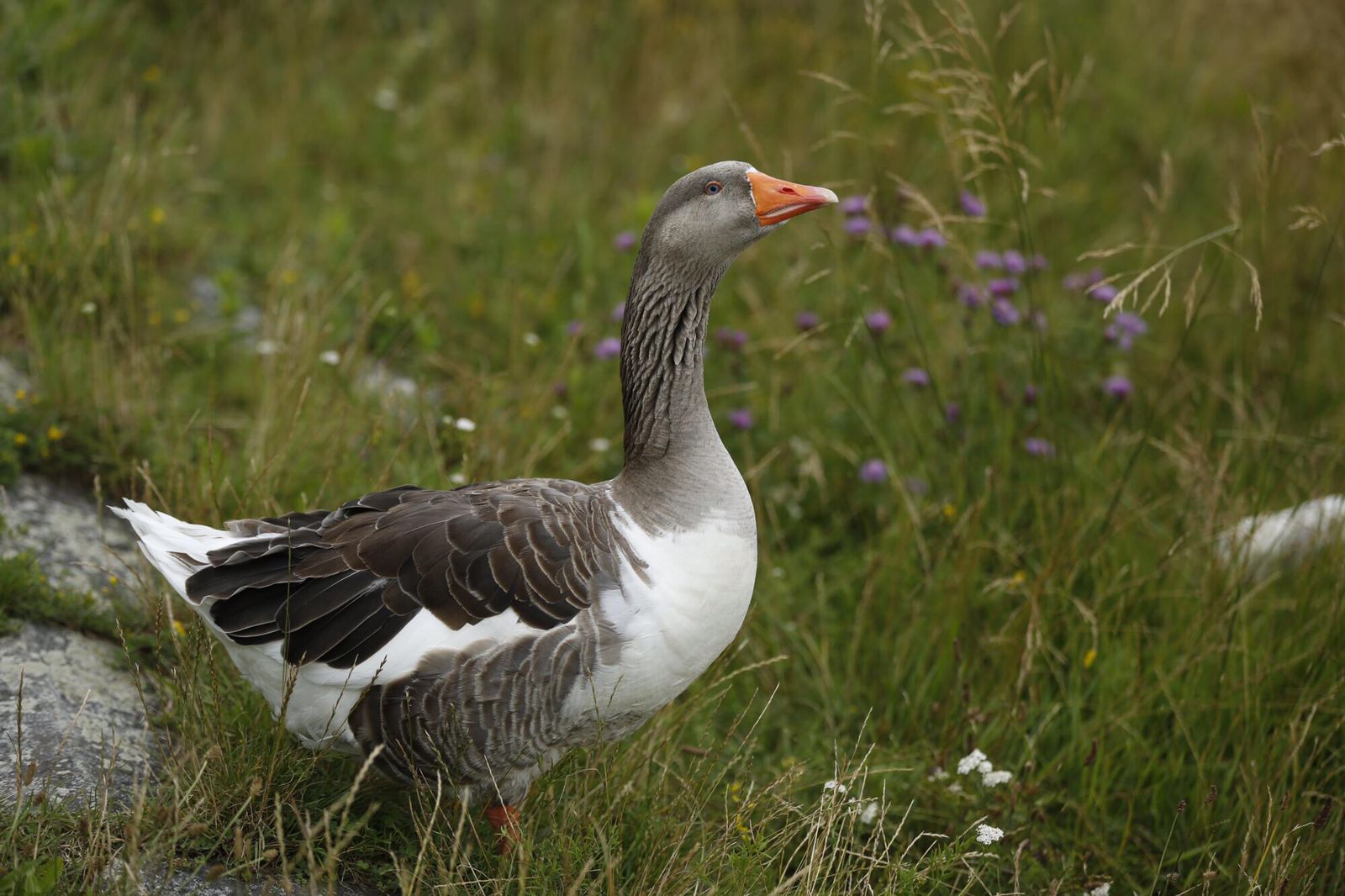 duck decoys for hunting